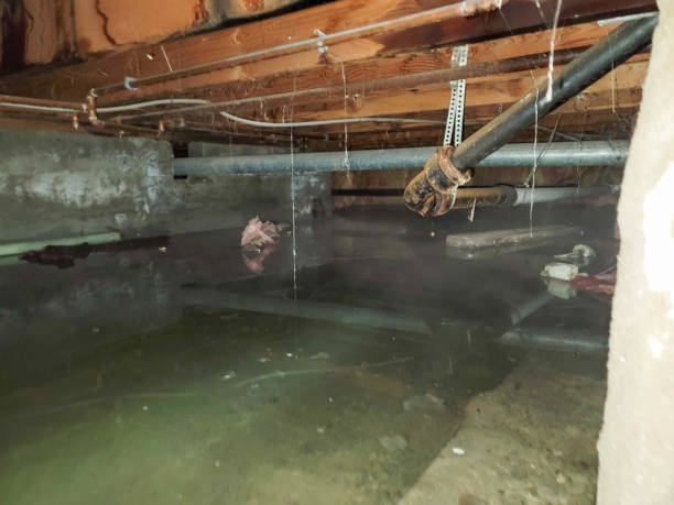 Best Flooded house restoration  in Jackson, MO