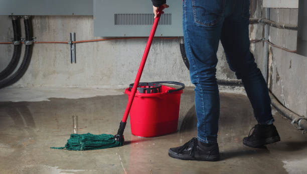 Best Mold removal after water damage  in Jackson, MO
